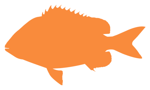 Sheepshead Outline
